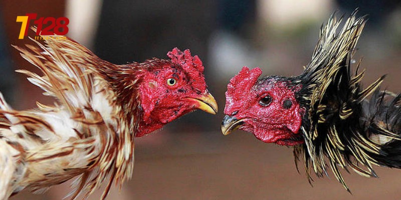 Nguồn gốc của trò chơi đá gà